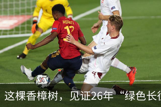 这棵香樟树，见证26年“绿色长征”